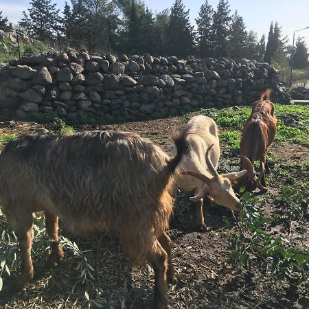 Suite Truck- Natura Eco Farm Ngoại thất bức ảnh