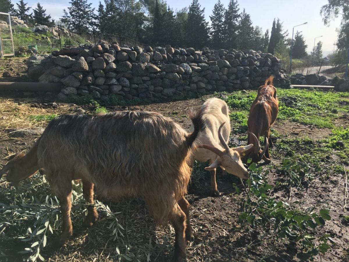 Suite Truck- Natura Eco Farm Ngoại thất bức ảnh